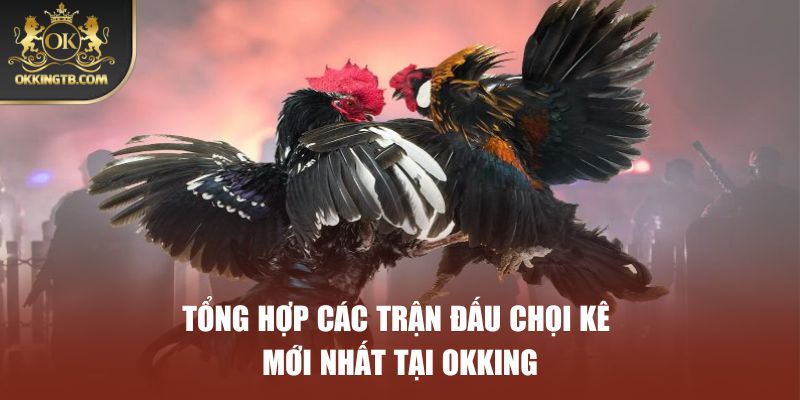 Tổng hợp các trận đấu chọi kê mới nhất tại OKKING