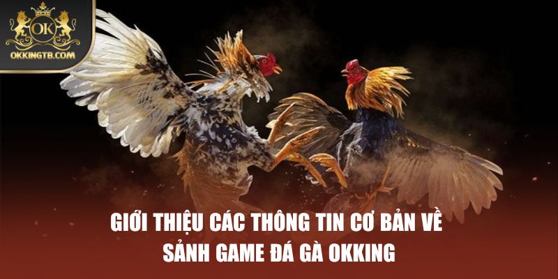 Giới thiệu các thông tin cơ bản về sảnh game đá gà OKKING