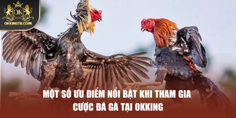 Một số ưu điểm nổi bật khi tham gia cược đá gà tại OKKING